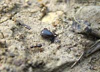 Piccola Zecca Ixodes ricinus maschio