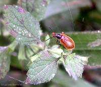 Coleottero Lagria hirta con acari