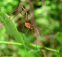 Opilionide parassitato da moltissimi acari sul corpo