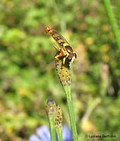 Dittero Syrphidae con afide