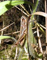 cavalletta parassitata da un acaro