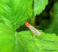 Tipula parassitata da acari