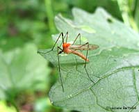 tipula parassitata da un gruppo di acari rossi