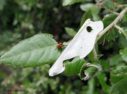 coleottero sigaraio Attelabus nitens