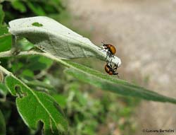 Coppia Attelabus nitens