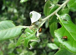 Attelabus nitens che arrotola una foglia