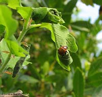 Attelabus nitens che avvolge una foglia