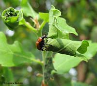 coleottero sigaraio Attelabus nitens