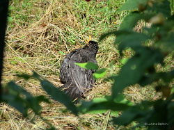 Turdus merula che prende il sole