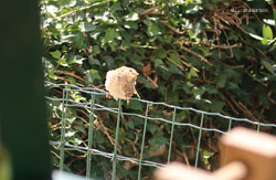 Passerotto che prende il sole