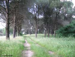 Strada nella pineta Strada nella pineta