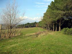 la strada lungo la pineta