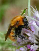 Bombus pascuorum