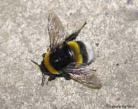 Bombo terrestris