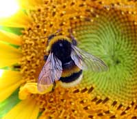 Bombo sul girasole