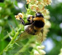 Bombo terrestris