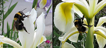 Bombus