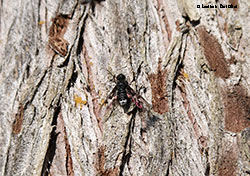 Anthrax trifasciatus Anthrax trifasciatus