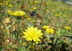 Anthrax sp in volo Anthrax sp in volo