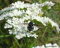 Bombylella atra Bombylella atra