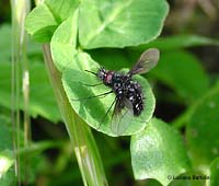 Bombylella atra Bombylella atra