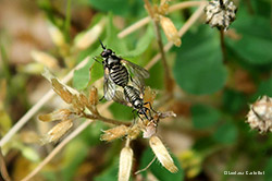 Usia sp. Usia sp.