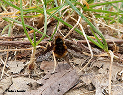 Bombylius major Bombylius major