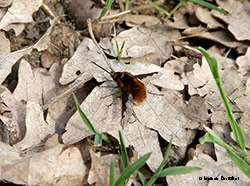 Bombylius major Bombylius major