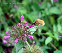 Bombylius major