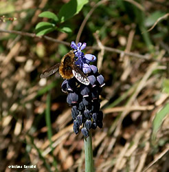Bombylius major Bombylius major