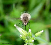 Bombilius major