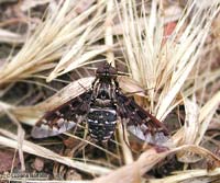 Exoprosopa sp. Exoprosopa sp.