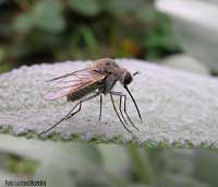 piccolo bombylius Geron sp.