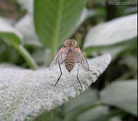 piccolo bombylius Geron sp.