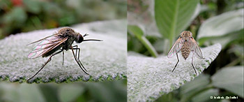 piccolo bombylius Geron sp. piccolo bombylius Geron sp.