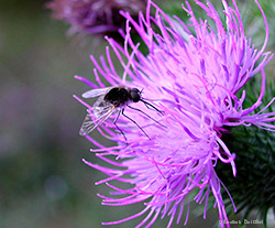 Bombylius Bombylius