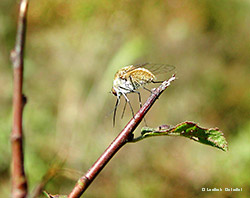Geron sp.