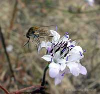 Bombylius