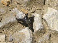 Hemipenthes velutina Hemipenthes velutina