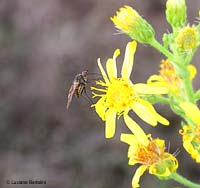 Phthiria sp