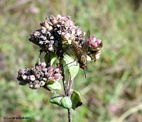 Phthiria sp Phthiria sp
