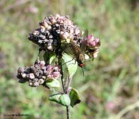 Phthiria sp sul fiore di origano