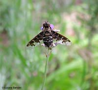 Thyridanthrax sp.