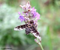 Thyridanthrax sp.