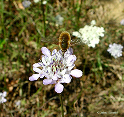 Bombilius sp. Bombilius sp.