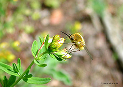 Bombilius sp. Bombilius sp.