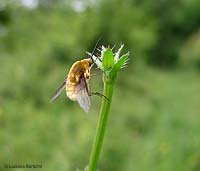 Bombilius sp. Bombilius sp.
