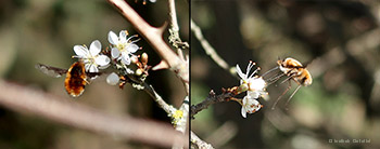 Bombylius major Bombylius major