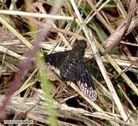 Hemipenthes morio Hemipenthes morio