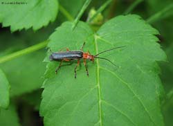 cantharis sp. Ancistronycha sp.